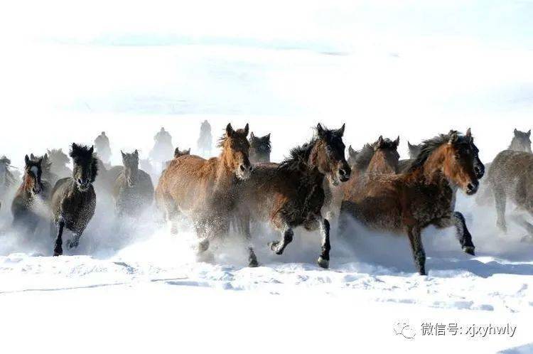 西藏雪域队在比赛中勇往直前，闯出一片天地的简单介绍